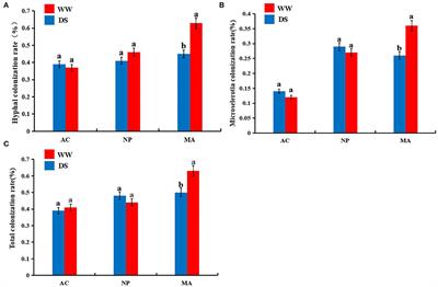 Effects of Dark Septate Endophytes on the Performance and Soil Microbia of Lycium ruthenicum Under Drought Stress